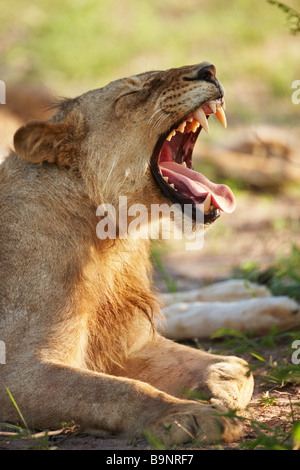 gähnende Löwin im Busch, Krüger Nationalpark, Südafrika Stockfoto