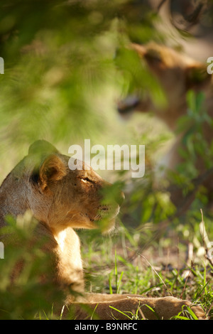 gähnende Löwin im Busch, Krüger Nationalpark, Südafrika Stockfoto