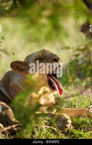 gähnende Löwin im Busch, Krüger Nationalpark, Südafrika Stockfoto