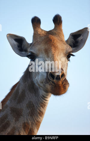 Giraffe Porträt, Krüger Nationalpark, Südafrika Stockfoto