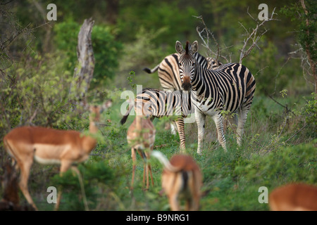 Impalas und Zebras in den Busch, Krüger Nationalpark, Südafrika Stockfoto
