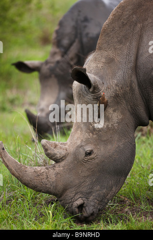 zwei Breitmaulnashörner grasen im Busch mit einer roten Rechnung Oxpecker thront auf einem ausblenden, Krüger Nationalpark, Südafrika Stockfoto