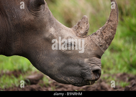 Porträt eines weißen Nashorns, Krüger Nationalpark, Südafrika Stockfoto