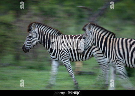 Zebra in Bewegung, Krüger Nationalpark, Südafrika Stockfoto