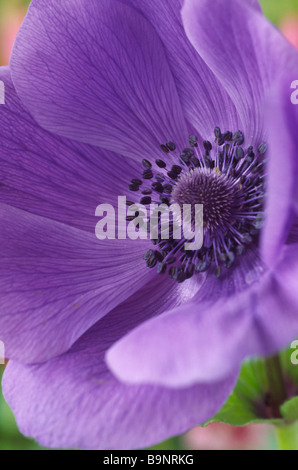 Anemone Coronaria De Caen-Fraktion (Windflower) eine Farbe aus. Stockfoto