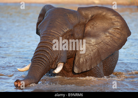 Elefant schwelgen in ein Wasserloch, Krüger Nationalpark, Südafrika Stockfoto