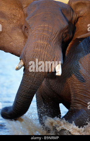 ein Kreuz Elefant baden in ein Wasserloch, Krüger Nationalpark, Südafrika Stockfoto