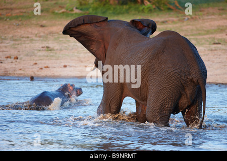 wütenden Elefanten jagen Nilpferd aus einem Wasserloch, Krüger Nationalpark, Südafrika Stockfoto