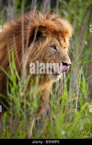 Porträt eines männlichen Löwen leckte seine Lippen in den Busch, Krüger Nationalpark, Südafrika Stockfoto