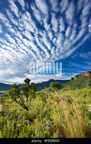 Amphitheater, Royal Natal National Park, Drakensberge, KwaZulu Natal, Südafrika Stockfoto