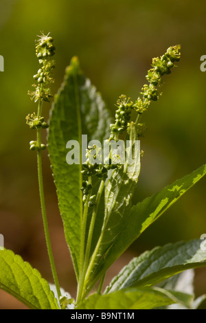 Hund s Quecksilber Mercurialis Perennis in Blüte im alten Niederwald Wald Dorset Stockfoto