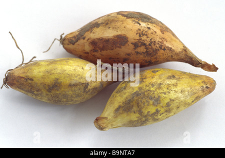 Allium Cepa "Senshyu Yellow" (Zwiebel) japanische Überwinterung Vielfalt. Zwiebel wird bereit für die Bepflanzung. Stockfoto