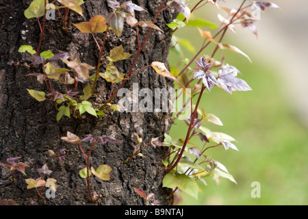 Chinesische sweet Gum, aka Formosan Gummi (Liquidambar formosana), Taichung, Taiwan. Baumarten in der Familie Altingiaceae native nach Ostasien Stockfoto