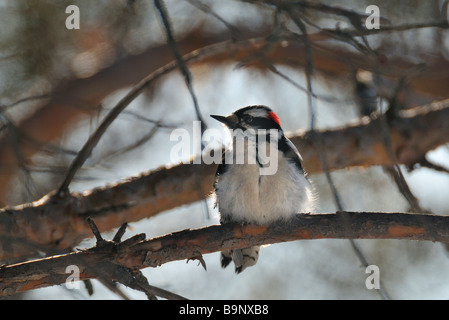 Dunenspecht 09179 Stockfoto