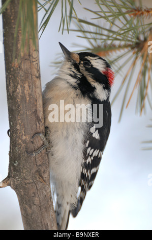 Dunenspecht 09180 Stockfoto