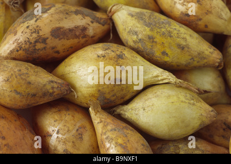 Allium Cepa "Senshyu Yellow" (Zwiebel) japanische Überwinterung Vielfalt. Zwiebel wird bereit für die Bepflanzung. Stockfoto