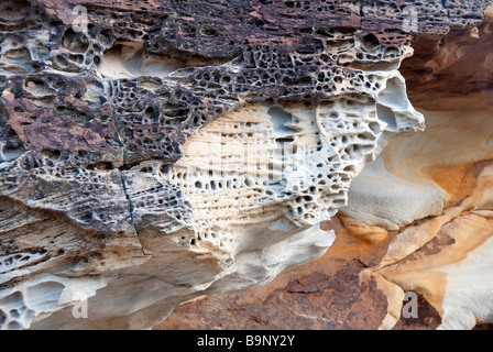 Zentrale Küste Nrth von Sydney Australia typische marine Rock Regal Stockfoto