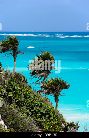 Mexiko Yucatan 2009 Tulum Palmen und Meer Stockfoto