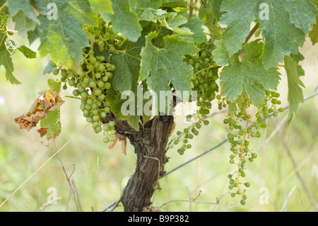 Rebe mit Trauben in Languedoc Region Frankreichs. Stockfoto