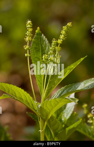 Dog's Mercury Mercurialis Perennis in Blüte im alten Niederwald Wald Dorset Stockfoto