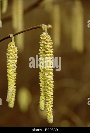 Gemeinsame Hasel Kätzchen im Frühjahr.  -Corylus avellana Stockfoto