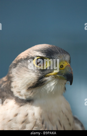 Perigrene Falcon Stockfoto