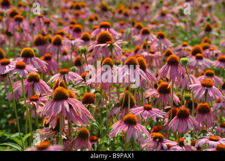 Heilpflanze Roter Sonnenhut Rudbeckia lila Conflower Echinacea purpurea Stockfoto