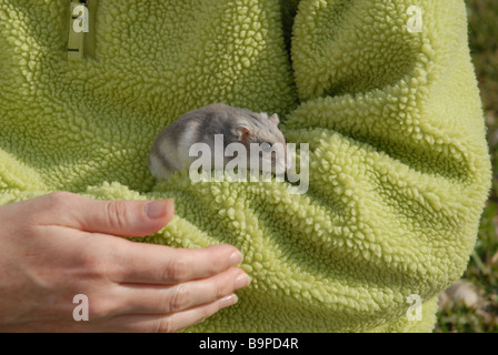 PET-russische Zwerg-Hamster am Arm des Besitzers Stockfoto