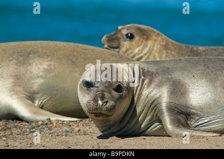 See-Elefanten in der Küste der Halbinsel Valdes Patagonien Argentinien Stockfoto