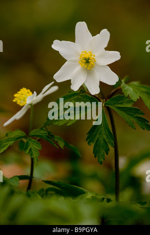 Holz-Anemonen Anemone Nemorosa blühen im Frühjahr im alten Niederwald Wald Garston Wood Natur reservieren Dorset Stockfoto