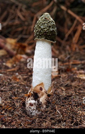 Nahaufnahme von der gemeinsamen Stinkmorchel - Holz Hexe - kräftigen Geruch Stockfoto