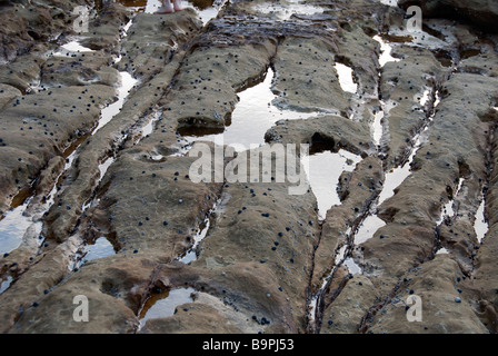 Zentrale Küste Nrth von Sydney Australia typische marine Rock Regal Stockfoto