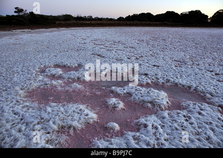 Pink Lake auf Rottnest Island, Western Australia ist vier Mal salziger als Meerwasser. Stockfoto