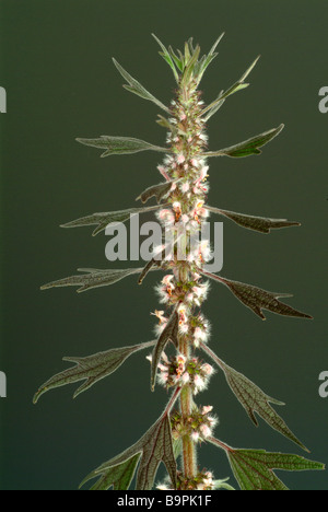 Heilpflanze Herzgespann jedoch Löwenschwanz Motherwort common Motherwort Herzgespann cardiaca Stockfoto