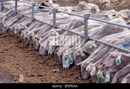 Israel, Center District, Latroun, Kibbutz Nahhson, Stallungen, Schafzucht Stockfoto