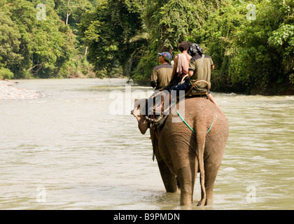 Sumatra-Elefanten mit seinem Mahut bei Tangkahan Stockfoto