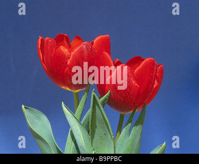 Einen schönen Blumenstrauß von roten Tulpen Frühling Stockfoto