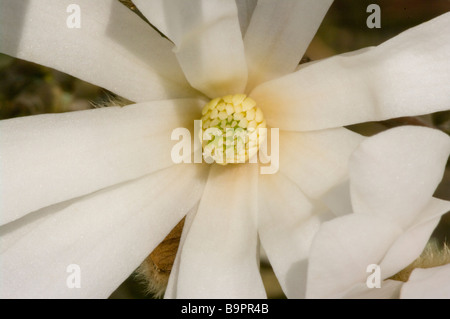 Frühling blühende Magnolia Stellata Common Name Stern-Magnolie Stockfoto