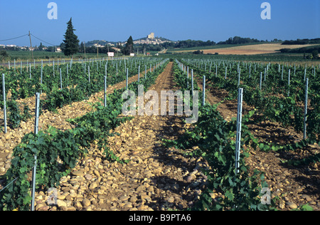 Châteauneuf-du-Pape Reben, Weingut oder Weinberge, Côtes-du-Rhône, Vaucluse, Provence, Frankreich Stockfoto