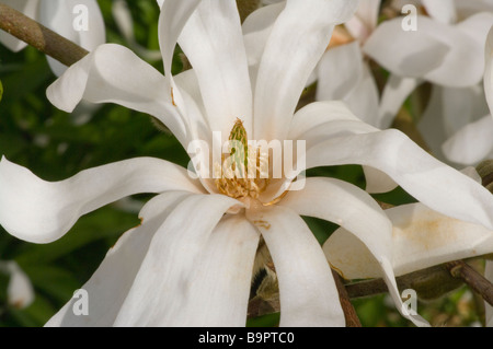 Frühling blühende Magnolia Stellata Common Name Stern-Magnolie Stockfoto