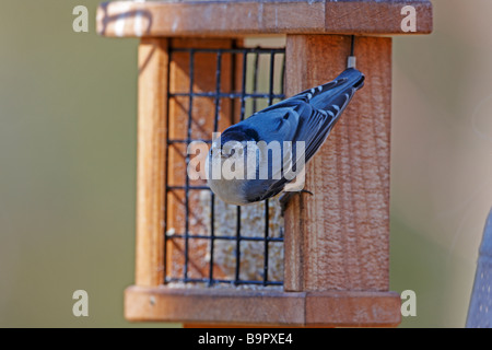 Weißen Brüsten Kleiber Sitta Carolinensis Carolinensis Männchen auf Talg feeder Stockfoto