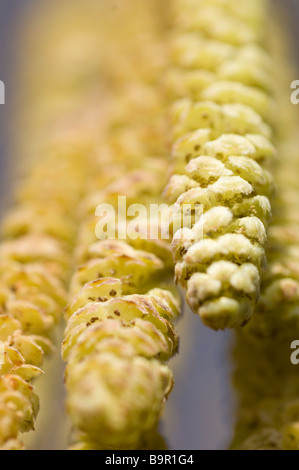 Kätzchen auf Baum Hasel (Corylus Avallana) Stockfoto