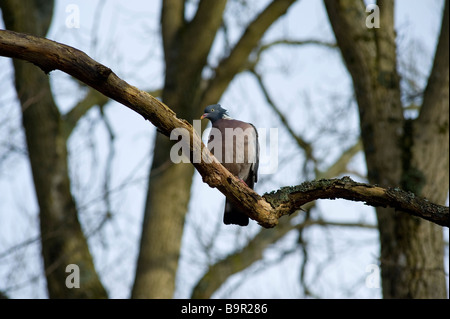 Lager Taube "Columba Oenas" in der wilde sitzt in einem Baum, Schweden Stockfoto