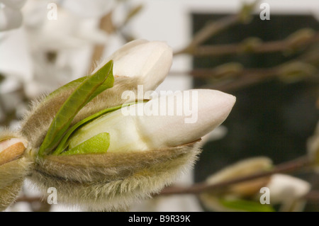 Frühling Blüte Knospe von einem Magnolia Stellata Common Name Stern-Magnolie Stockfoto