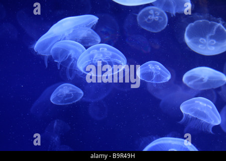 L'Oceanogràfic Qualle tank Stockfoto