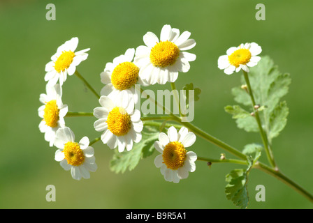 Blühende Heilpflanze Mutterkraut Fieberkraut Mutterkraut Chrysanthemum Parthenium Tanacetum parthenium Stockfoto