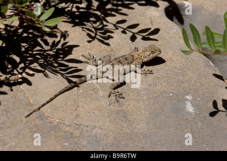 Veränderbare oder Wüste Agama Trapelus Stockschwämmchen Stockfoto