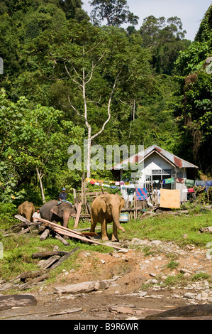 Sumatra-Elefanten mit seinem Mahut bei Tangkahan Stockfoto