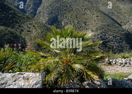 Mittelmeer Zwergpalme (Chamaerops Humilis), Vall de Laguart Benimaurell, Provinz Alicante, Comunidad Valencia, Spanien Stockfoto