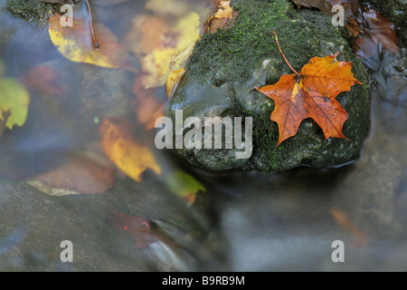 Herbstblatt auf einem Felsen Stockfoto